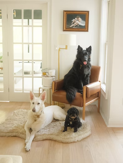 Three dogs sitting and relaxing in a cozy living room.