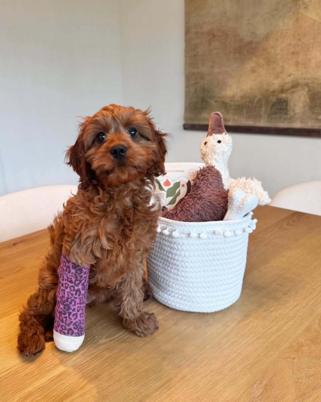 Injured pup with a purple cast sitting next to a cozy dog gift basket from Our Green House.